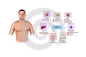 Glucagon-like Peptide 1 GLP-1 molecule, chemical structure. GLP-1 is being investigated for the treatment of diabetes mellitus