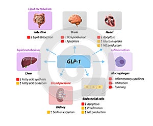 Glucagon-like Peptide 1 GLP-1 prevents macrovascular complications,coronary artery disease, , lipid metabolism, blood pressure inf