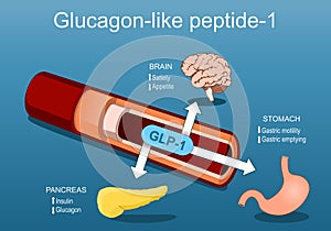 Glucagon-like peptide-1. GLP-1 from blood vessel to pancreas, brain and stomach photo
