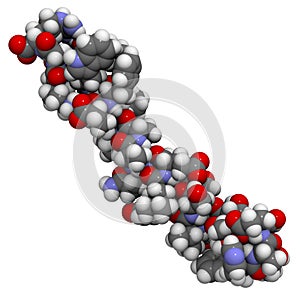 Glucagon-like peptide 1 (GLP1, 7-36) molecule, 3D rendering. Atoms are represented as spheres with conventional color coding: photo