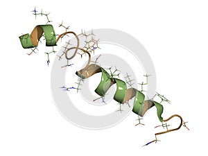 Glucagon-like peptide 2 (GLP-2) peptide molecule. photo
