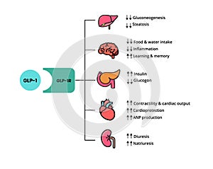 GLP-1 mechanism of action. Glucagon-like peptide target organs that have the GLP-1R receptors photo