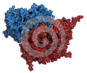 Glucocerebrosidase (beta-glucosidase) enzyme molecule.