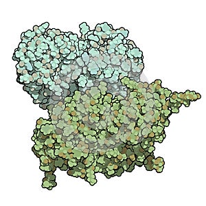 Glucocerebrosidase (beta-glucosidase) enzyme molecule. Deficient in Gaucher\'s disease. Recombinant analog used as drug in Gaucher