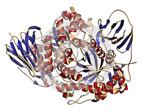 Glucocerebrosidase (beta-glucosidase) enzyme molecule. Deficient in Gaucher\'s disease. Recombinant analog used as drug in Gaucher photo
