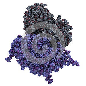 Glucocerebrosidase (beta-glucosidase) enzyme molecule. Deficient in Gaucher\'s disease. Recombinant analog used as drug in Gaucher