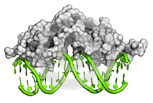 Glucocorticoid receptor, DNA binding domain bound to a DNA double strand