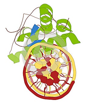 Glucocorticoid receptor, DNA binding domain bound to a DNA double strand