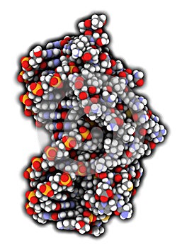 Glucocorticoid receptor, DNA binding domain bound to a DNA double strand