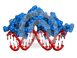 Glucocorticoid receptor, DNA binding domain bound to a DNA double strand