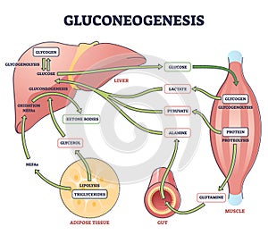 Gluconeogenesis GNG metabolic pathway for glucose generation outline diagram photo