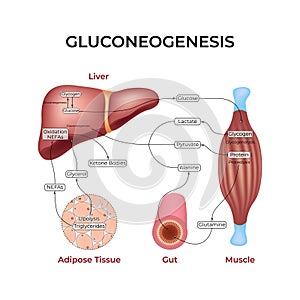 Gluconeogenesis Pathway Design
