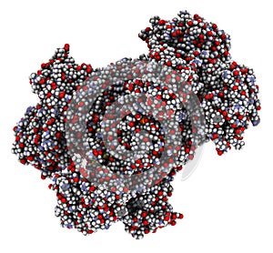 Glucose-6-phosphate dehydrogenase (G6PD) protein. Enzyme of the pentose phosphate pathway that generates co-enzyme NADPH.