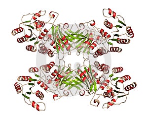 Glucose-6-phosphate dehydrogenase (G6PD) protein. Enzyme of the pentose phosphate pathway that generates co-enzyme NADPH.