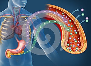 Glucose and insulin in diabetes