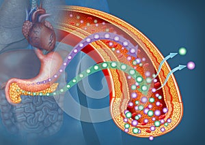 Glucose and Insulin in Diabetes, descriptive illustration