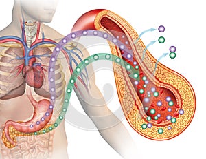 Glucose and Insulin in Diabetes, descriptive illustration which highlights the pancreas and the stomach in the production of gluco