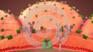 Glucose Metabolism