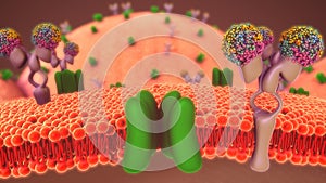 Glucose Metabolism photo