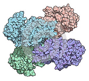 Glucose-6-phosphate dehydrogenase (G6PD) protein. 3D Illustration. photo