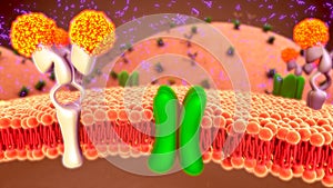 Glucose transport