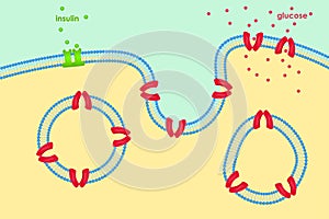 Glucose transport through cell membrane via