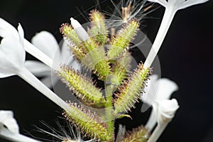 Glue flower plant, Satara, Maharashtra