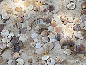 Glued seashells on a broken grunge light brown dirty cardboard sheet panel as background