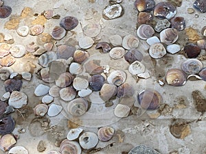 Glued seashells on a broken grunge light brown dirty cardboard sheet panel as background