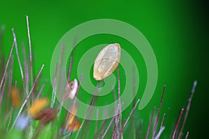 Glume of Setaria in Gramineae