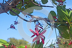 Gluta usitata Wall. Ding Hou or Red zebra wood, Vanish tree with exotic red flowers