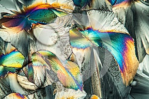 Glutamate crystals in polarized light