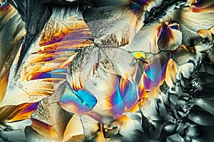 Glutamate crystals in polarized light