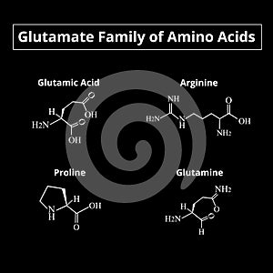 The glutamate family of amino acids. Chemical molecular formulas of amino acids glutamate, glutamine, arginine, proline