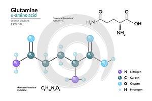 Glutamine. Gln C5H10N2O3. ÃÂ±-Amino Acid. Structural Chemical Formula and Molecule 3d Model. Atoms with Color Coding. Vector photo