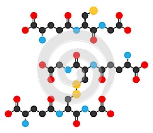 Glutathione antioxidant peptide, skeletal formula. Shown in the reduced (upper) and oxidized form (lower). Skeletal formula, atoms photo