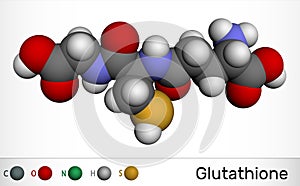 Glutathione, GSH, C10H17N3O6S molecule. It is an important antioxidant in plants, animals and some bacteria. Molecular model