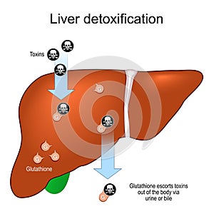Glutathione and Liver detoxification. Detox photo