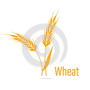 Gluten free icon. Ears of Wheat.