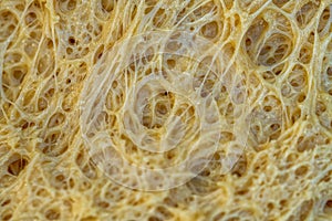 Gluten structure, sourdough bread