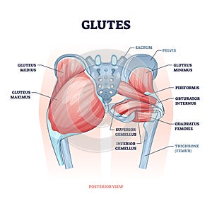 Glutes as gluteal body muscles for human buttocks strength outline concept photo