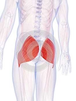 The gluteus maximus