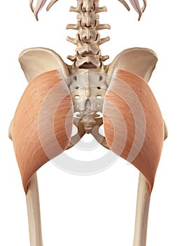 The gluteus maximus