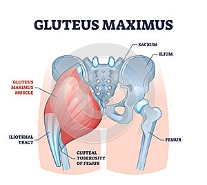 Gluteus maximus muscle as medical hip and leg medical anatomy outline diagram