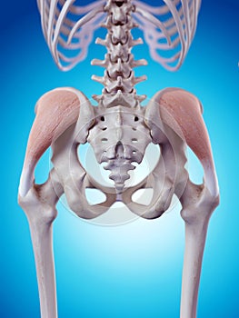 The gluteus medius