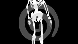 Gluteus medius muscles on skeleton