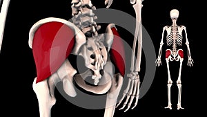 Gluteus medius- real color - 3D model