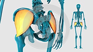 Gluteus medius on a white background - 3D model