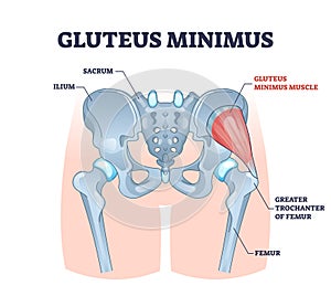 Gluteus minimus muscle with hips muscular system and bones outline concept