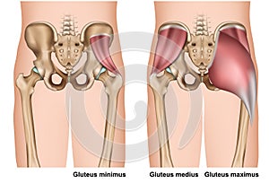 Gluteus muscle anatomy 3d medical  illustration on white background photo